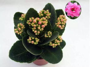 長壽花的養殖方法和注意事項