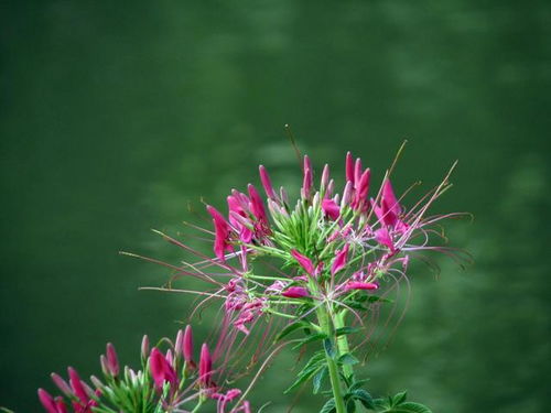 夕照映霞開,蝶醉花間舞 醉蝶花