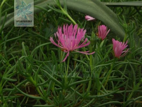 誰知道這種花的名稱,花兒四月份開,粉色的,葉為尖細狀的