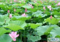 供應(yīng)優(yōu)質(zhì)觀賞荷花蓮花種子及種苗，助力園藝與農(nóng)副產(chǎn)品發(fā)展