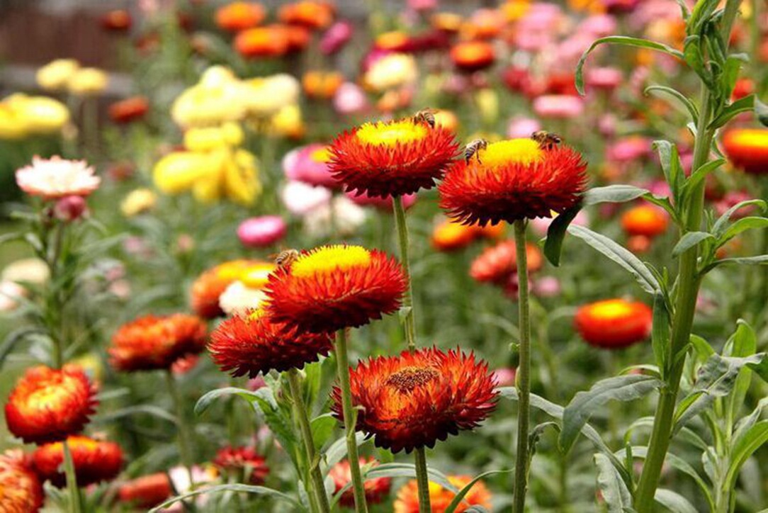 品種豐富、品質(zhì)卓越——專(zhuān)業(yè)花卉種子批發(fā)服務(wù)