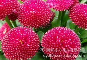 高品質(zhì)雛菊蘇菲亞種子 點(diǎn)亮花園的純凈之美