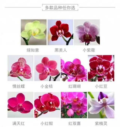 蝴蝶蘭種植全攻略 從種子到盛開(kāi)的完美旅程