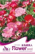 罌粟花種子全面參考指南 從選購到種植的注意事項