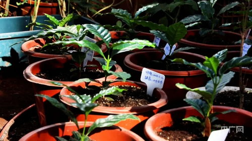 從野生資源到產業“芯片” 一粒花卉種子的躍遷之路