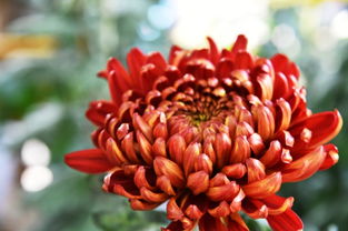 秋色無邊，惠山古鎮賞秋新體驗 從賞花到種花，感受生命輪回