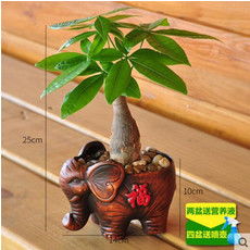 郵樂(lè)網(wǎng)花卉種子大全 報(bào)價(jià)、圖片與選購(gòu)指南