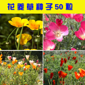 陽(yáng)臺(tái)盆栽新選擇 花菱草種子的魅力與種植指南