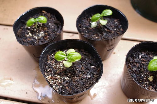 草本花卉新手播種指南 從理論到實(shí)踐，助你提高種子發(fā)芽生根率