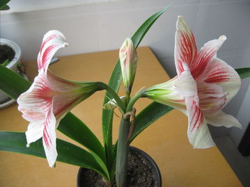 2011年播種朱頂紅精品簡(jiǎn)介 | 藏花閣花卉論壇園藝分享