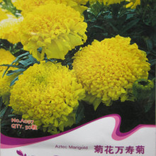 明黃萬(wàn)壽菊種子 種植指南與產(chǎn)品選購(gòu)全攻略