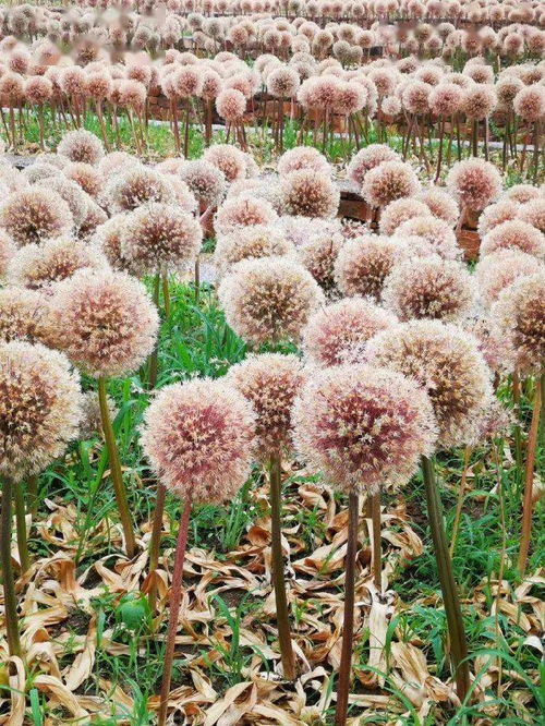 趣味植物開(kāi)花成球團(tuán)團(tuán)圓圓，這10種花卉種子給你帶來(lái)新年福氣