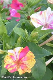 紫茉莉——紫韻芬芳，一花一世界